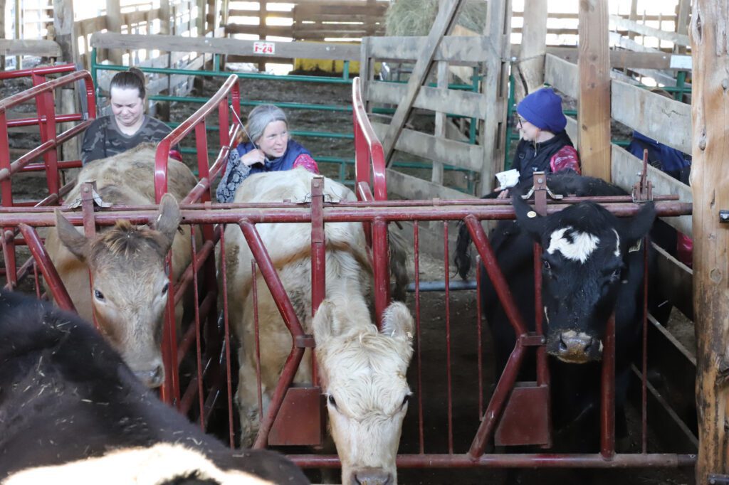 group of women and cows