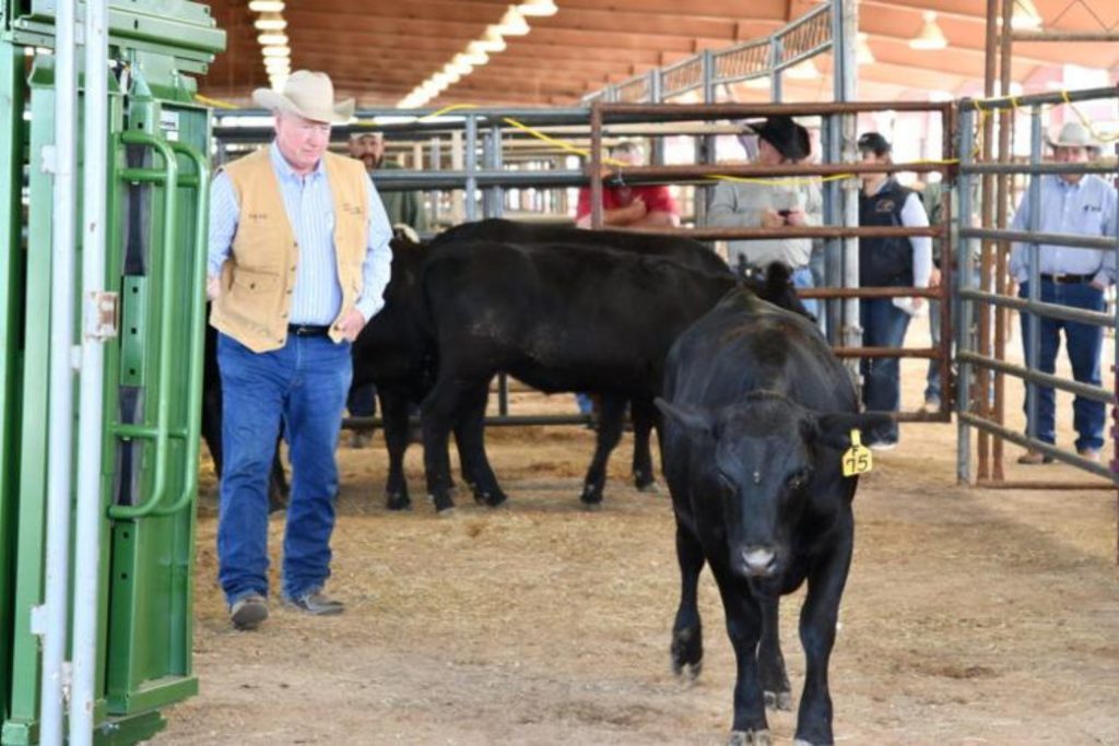 A man opens a gate in a barn as cattle pass through.